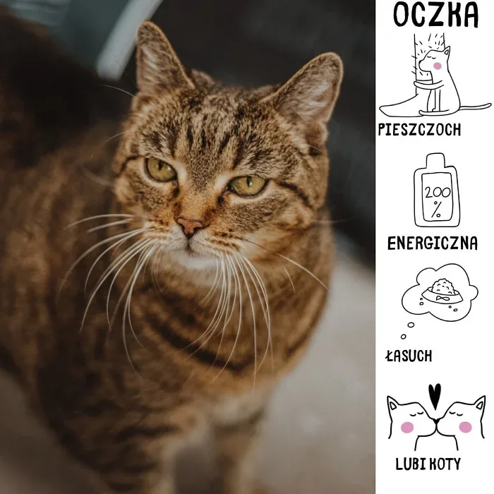 Oczka