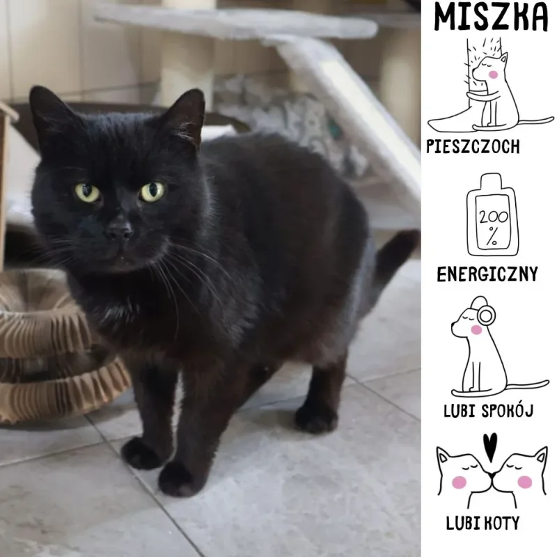 Miszka