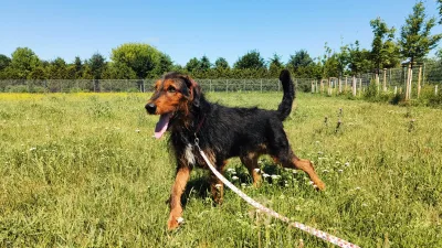 Ross