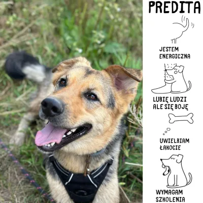 Predita