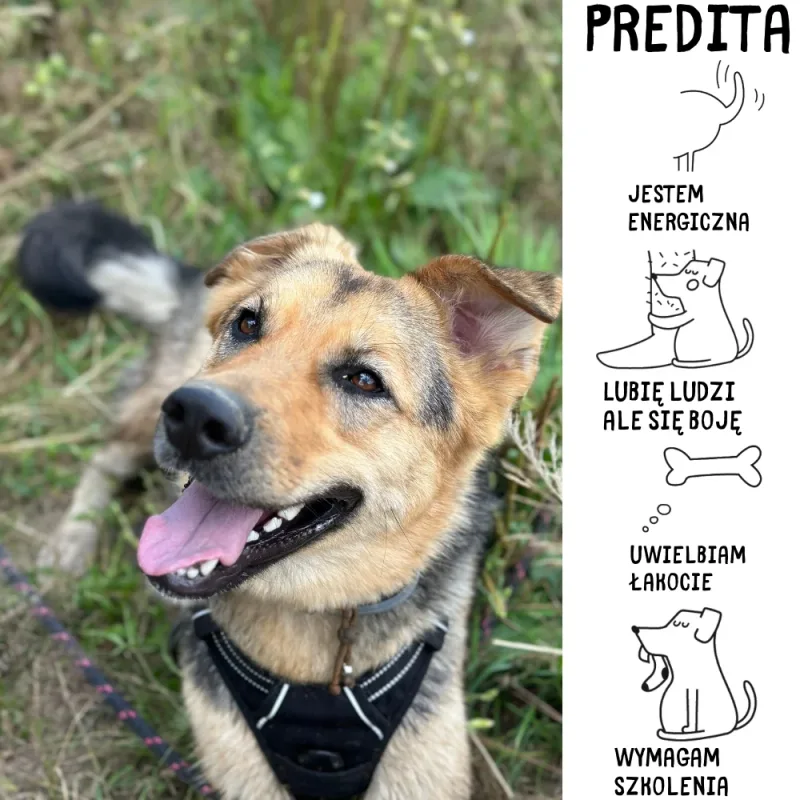 Predita