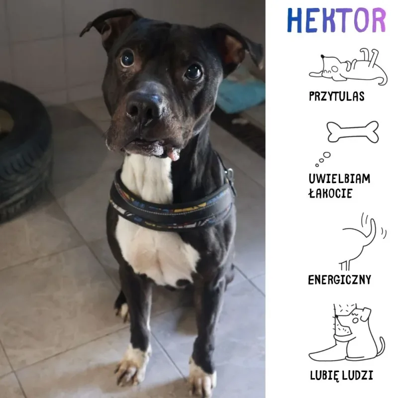 Hektor
