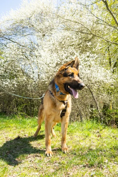 Sandor