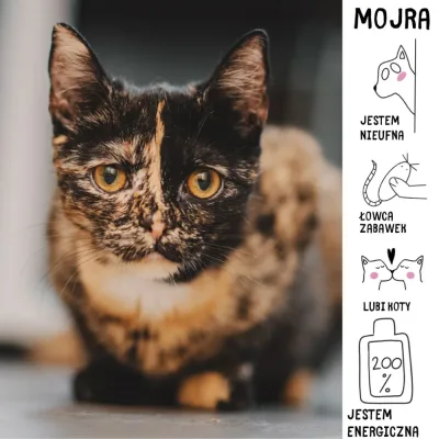 Mojra