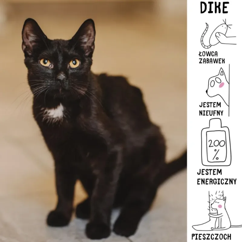 Dike