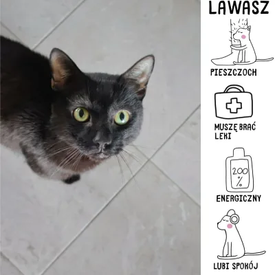 Lawasz