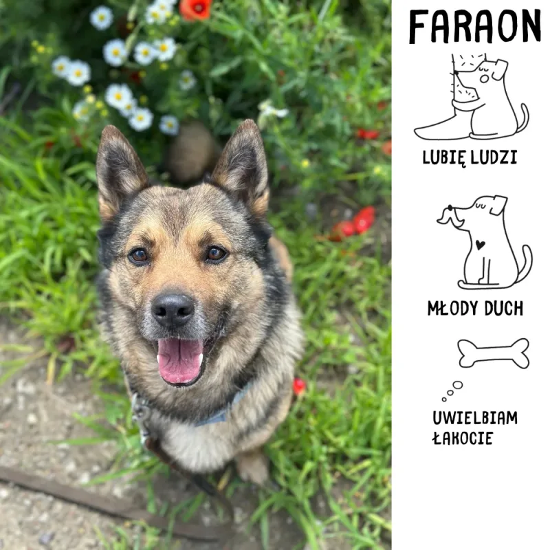 Faraon