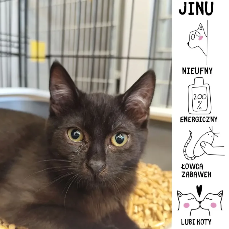 Jinu