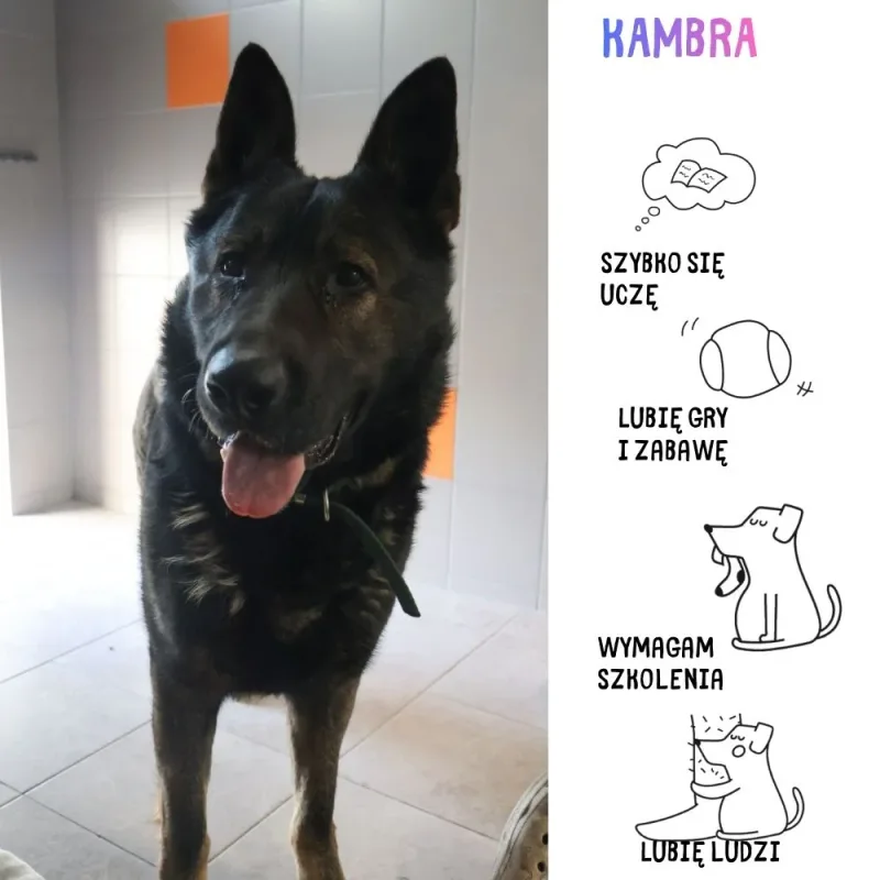 Kambra