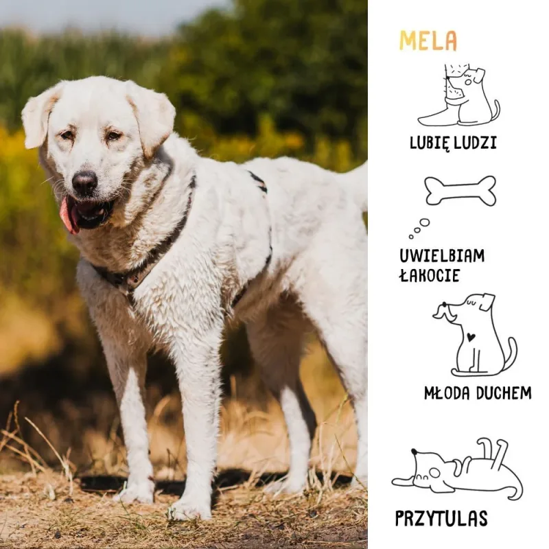 Mela