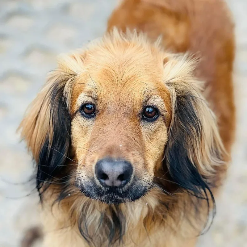 Ginger