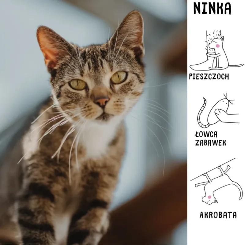 Ninka