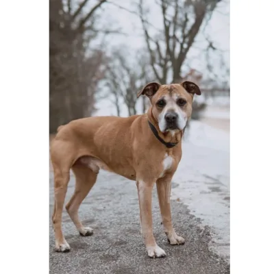 Vito