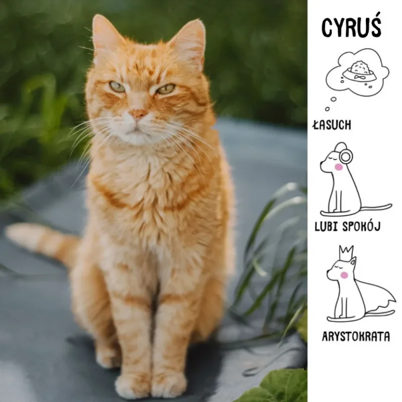 Cyruś