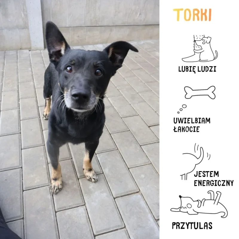 Torki