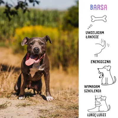 Barsa