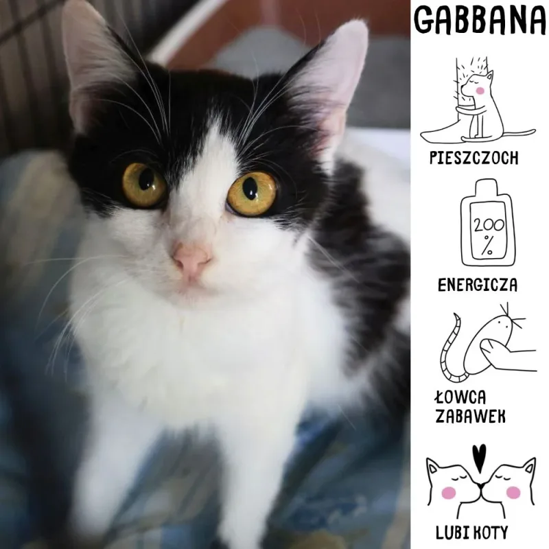 Gabbana
