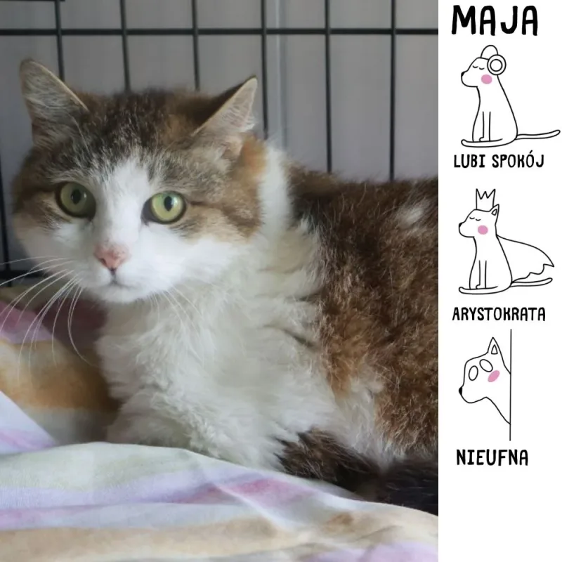 Maja