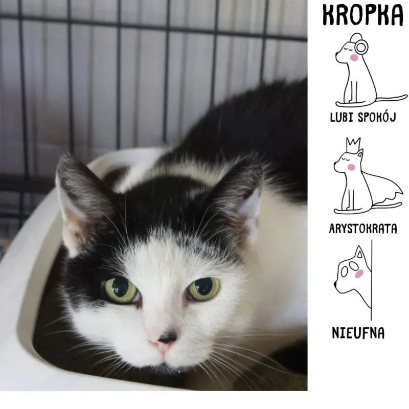 Kropka
