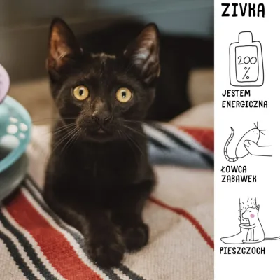 Zivka