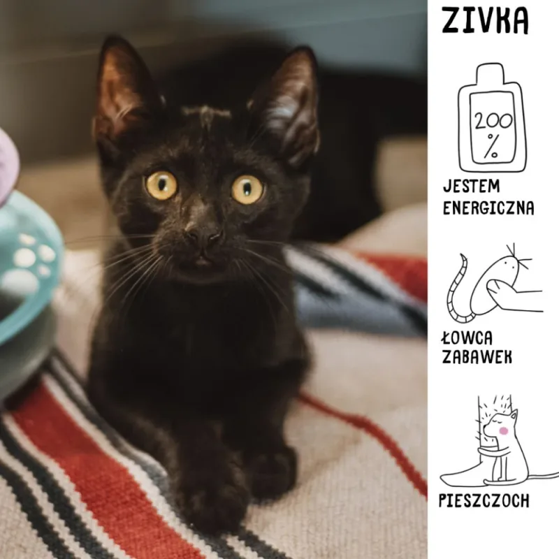 Zivka