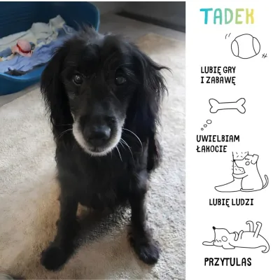 Tadek