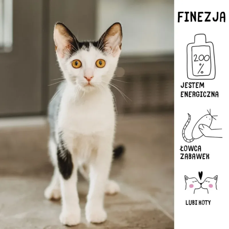 Finezja