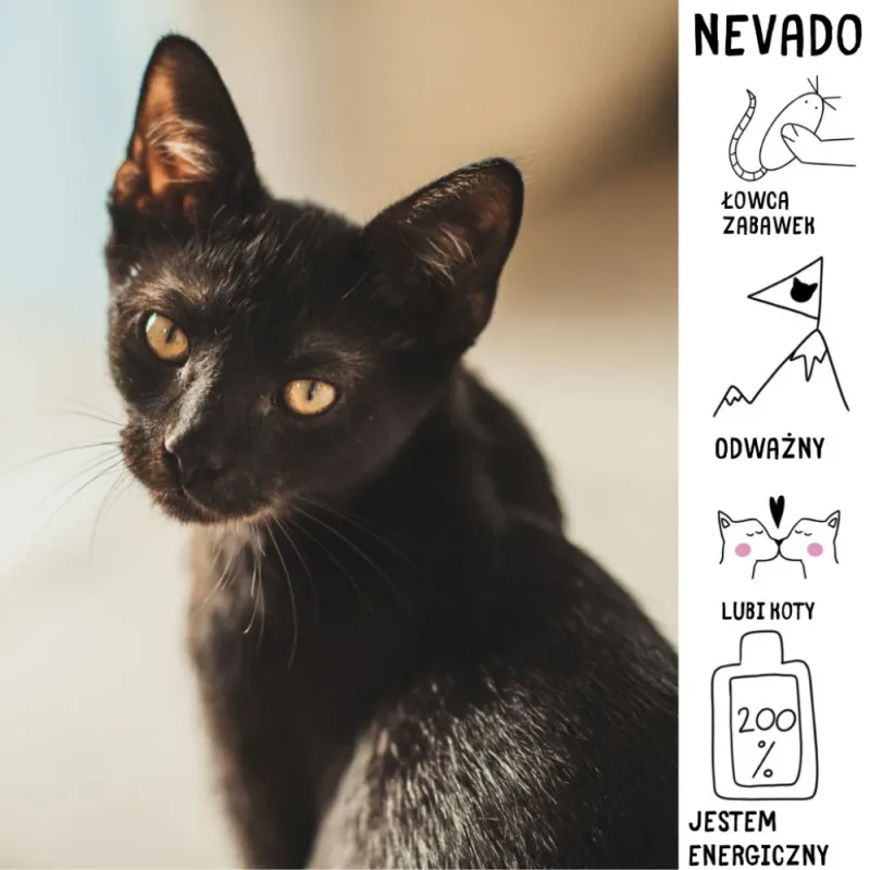 Nevado