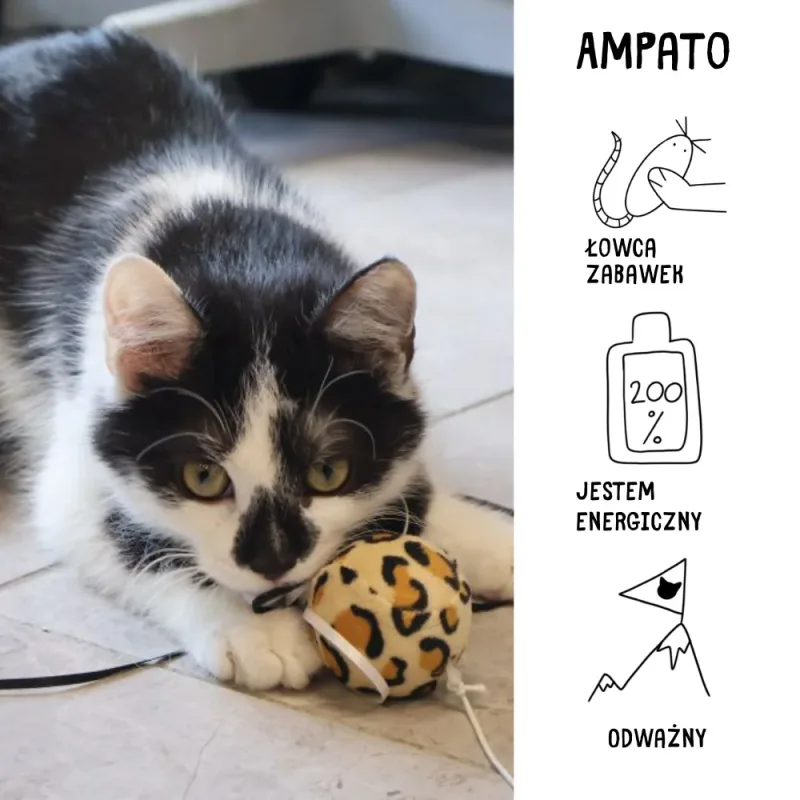 Ampato