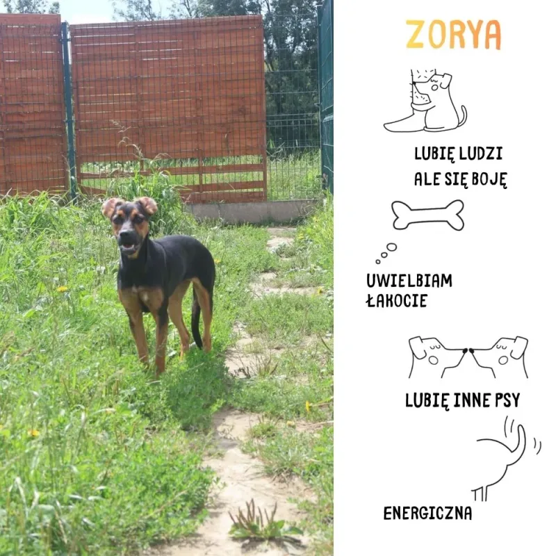 Zorya