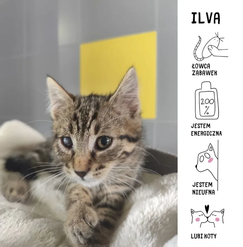 Ilva