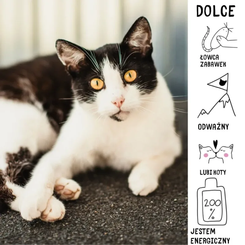 Dolce