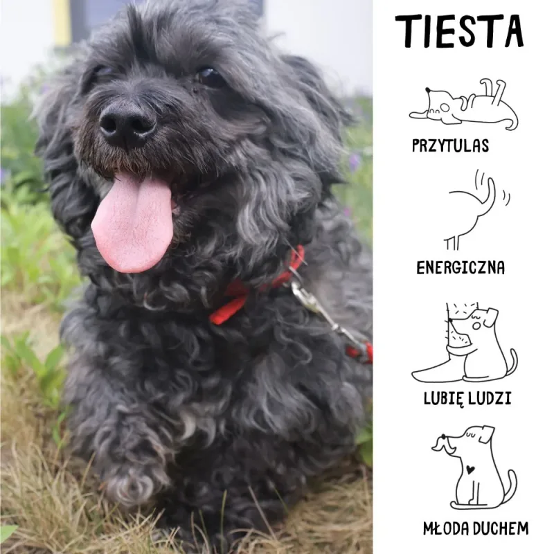 Tiesta
