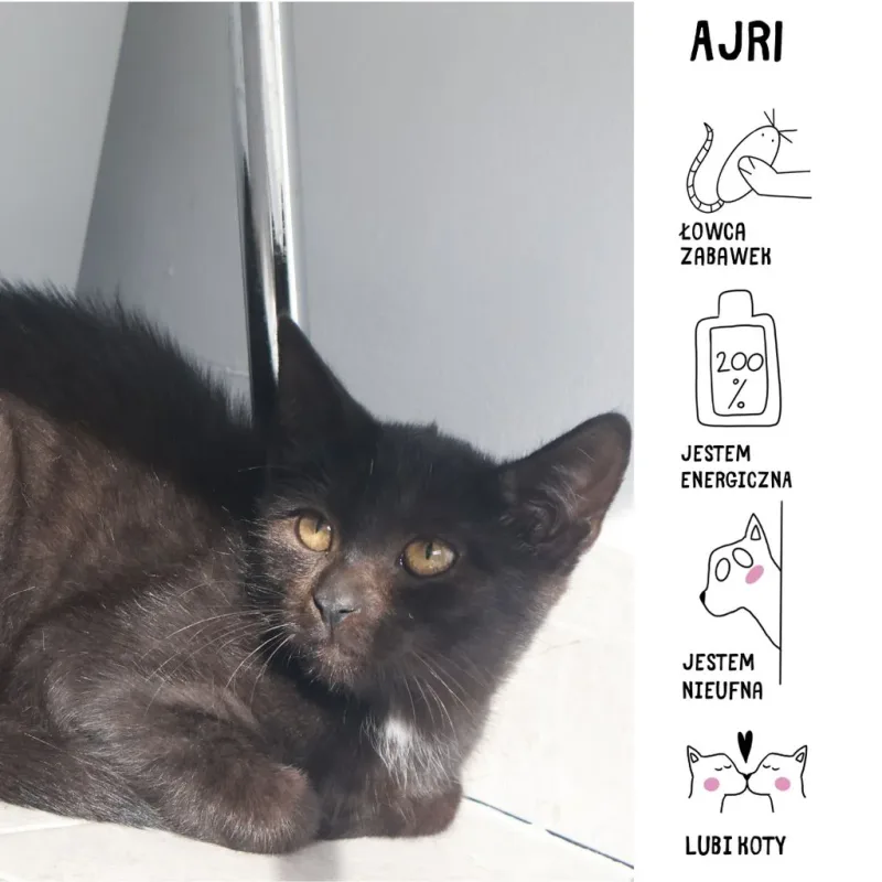 Ajri