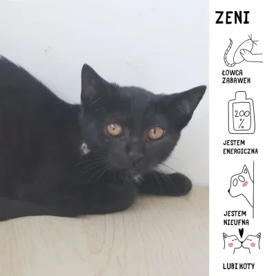 Zeni
