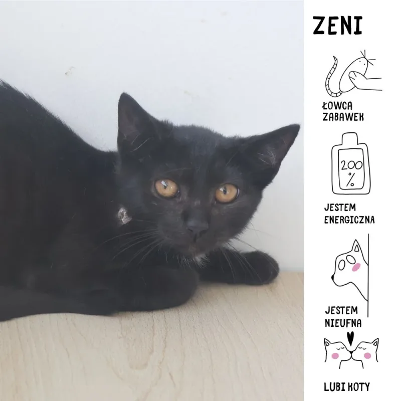 Zeni