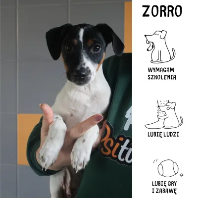 Zorro
