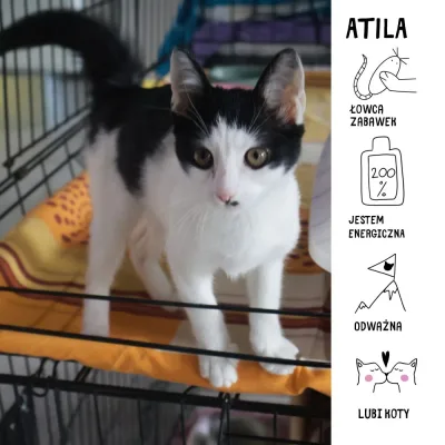 Atila