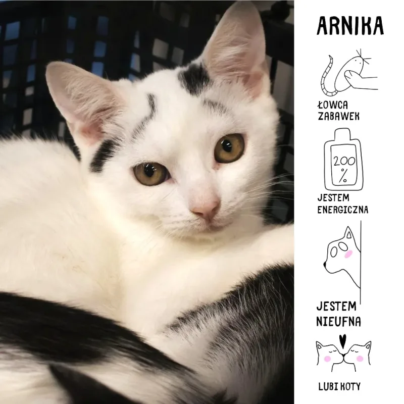 Arnika