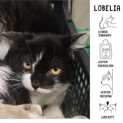 Lobelia