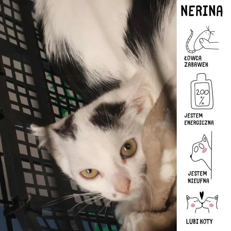 Nerina