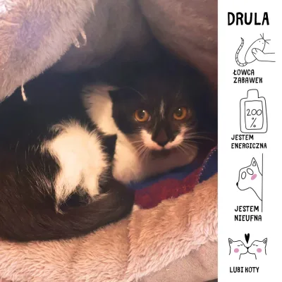 Drula