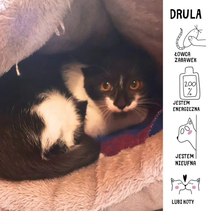Drula