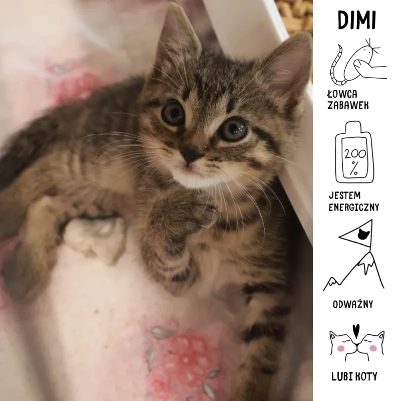 Dimi