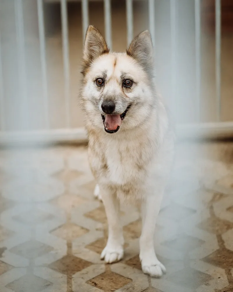 Kuki