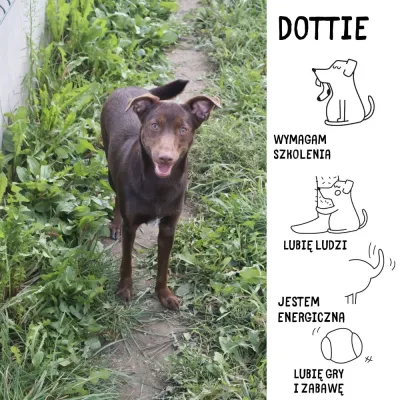 Dottie