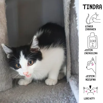 Tindra