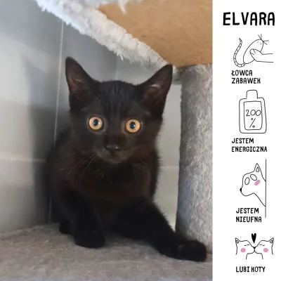 Elvara