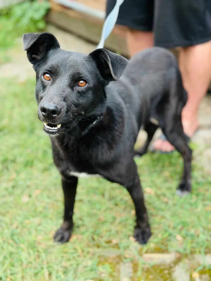Labu