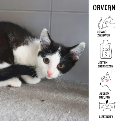 Orvian
